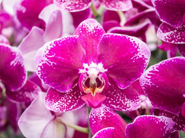 Phalaenopsis, güve orkide çiçekler, doğa arka plan, arka plan