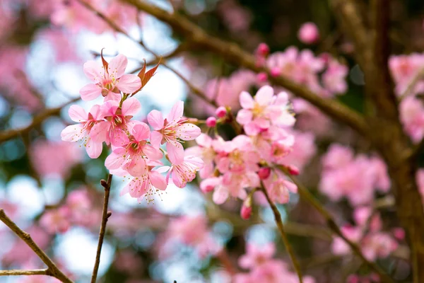 vahşi Himalaya kiraz