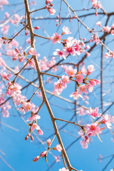 vahşi Himalaya kiraz