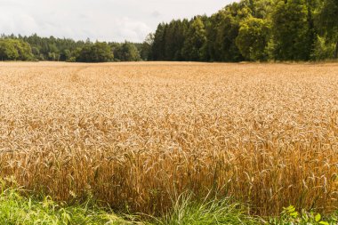 İsveç 'teki bir buğday tarlasının ayrıntılı görünümü