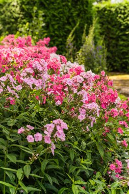 İsveç 'te bir bahçenin ayrıntıları