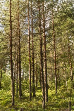 Kuzey İsveç 'te orman