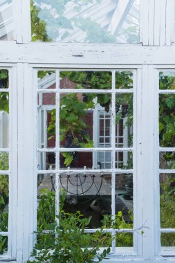 Bitkiler ve üzümlerle dolu büyüleyici bir sera