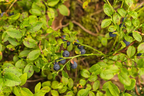 Ormandaki yabanmersinleri