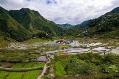Filipin Cordilleras pirinç terasları