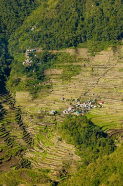 Filipin Cordilleras pirinç terasları