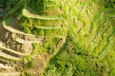 Filipin Cordilleras pirinç terasları
