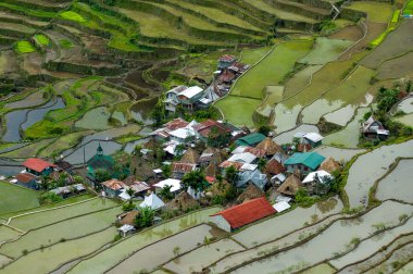Filipin Cordilleras pirinç terasları