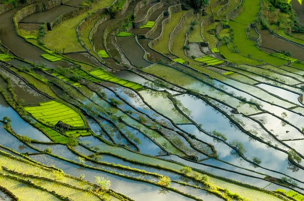 Rice terraces of the Philippine Cordilleras — Stock Photo, Image