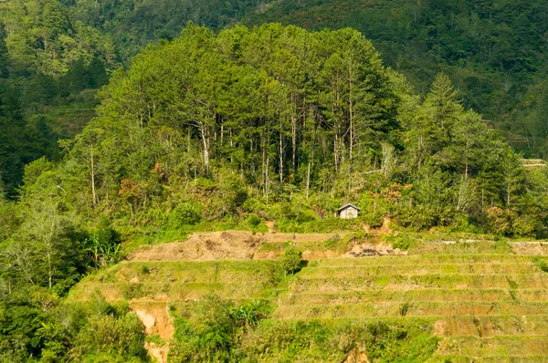Terrazas de arroz de las Cordilleras filipinas — Foto de Stock