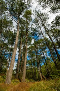Çam ağaçlarının Kuzey Luzon, Filipinler