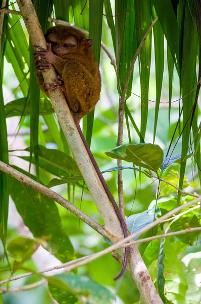 Philippine tarsier es una especie de tarsier endémico de Filipinas. —  Fotos de Stock