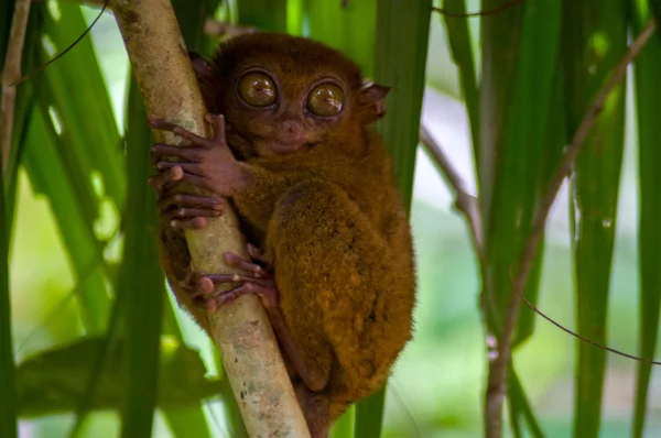 Philippine tarsier is a species of tarsier endemic to the Philippines — Stock Photo, Image