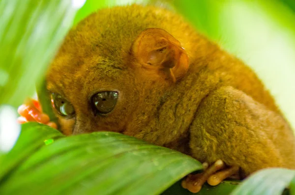Filipijns spookdier is een geslacht van tarsier endemisch op de Filipijnen — Stockfoto
