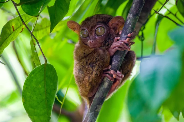 Philippine tarsier é uma espécie de tarsier endémica das Filipinas — Fotografia de Stock