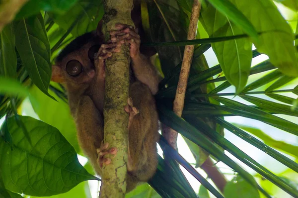Philippine tarsier is a species of tarsier endemic to the Philippines — Stock Photo, Image