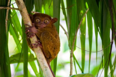Filipin tarsier tarsier Türkiye için endemik familyasından bir