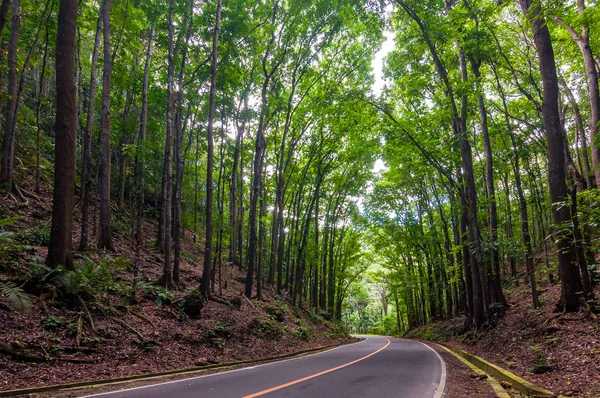 İnsan yapımı orman, Bohol, Filipinler