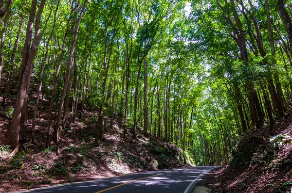 İnsan yapımı orman, Bohol, Filipinler