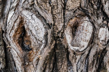 Düğümlü Ağaç Kabuğu Dokusu