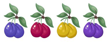 Erik ikonu hazır. Dal üzerinde çeşitli erikler ve beyaz arka planda yapraklar. Meyve çıkartmaları. Tatlı, sağlıklı vitamin yakın çekim. Paketleme, yazdırma, organik gıda, clipart için vektör illüstrasyonu