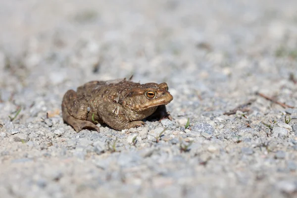 Portrait of a toad in spring — Stock Photo, Image