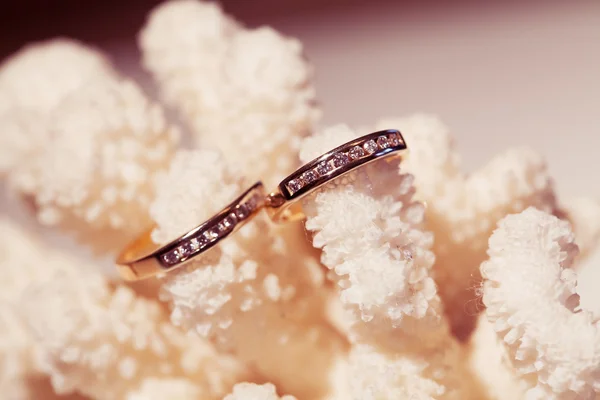 Anillos de boda en un coral rosa — Foto de Stock