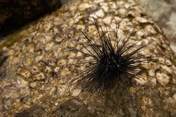 Seeigel am Strand — Stockfoto