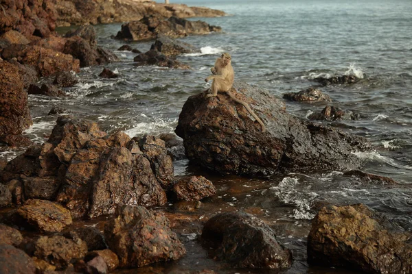 Monkeys on the rocky coast — Stock Photo, Image