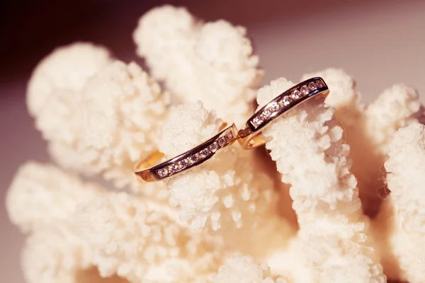 Anillos de boda en un coral rosa — Foto de Stock