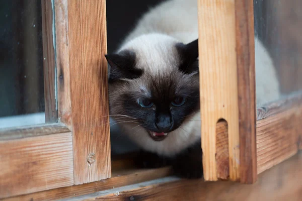 Siamese kat zitten in een houten venster — Stockfoto