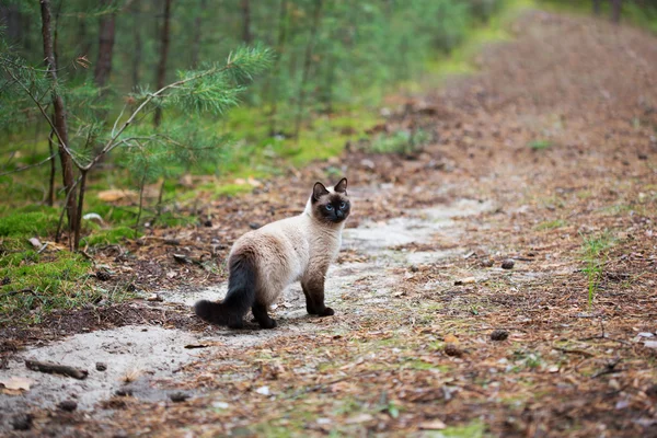 Siamese kat wandelen in het woud — Stockfoto