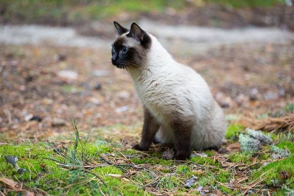 Siamese kat wandelen in het woud — Stockfoto