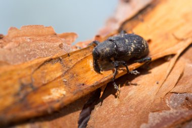 Çam weevil taze çam kabuğu yemek