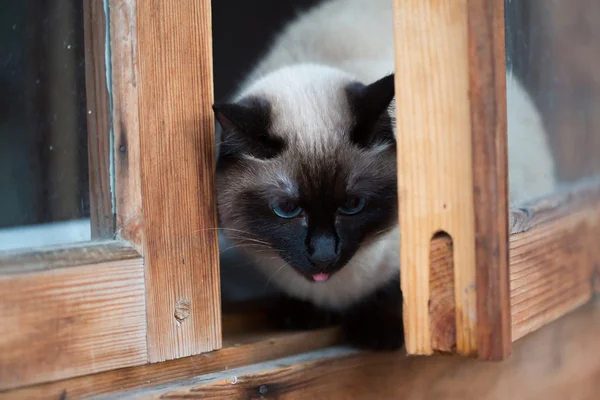 Siamese kat zitten in een houten venster — Stockfoto