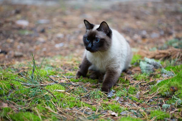 Siamese kat wandelen in het woud — Stockfoto