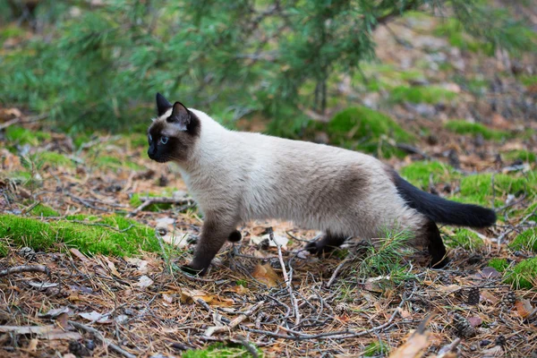 Siamese kat wandelen in het woud — Stockfoto