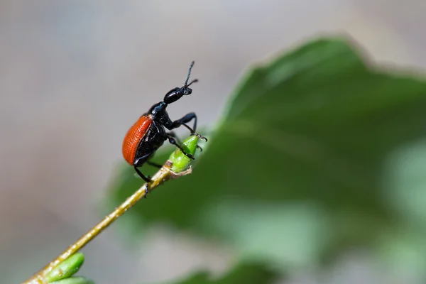 Böcek ceviz weevils huş ağacı yaprak üzerinde