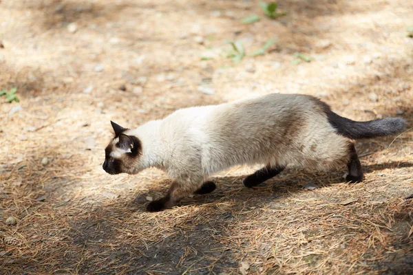 Siamese kat loopt door het dennenbos — Stockfoto