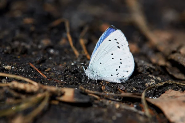 Blauer Schmetterling sitzt auf einer schwarzen Holzkohle im Wald — Stockfoto