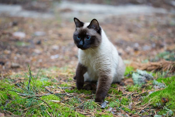 Siamese kat wandelen in het woud — Stockfoto