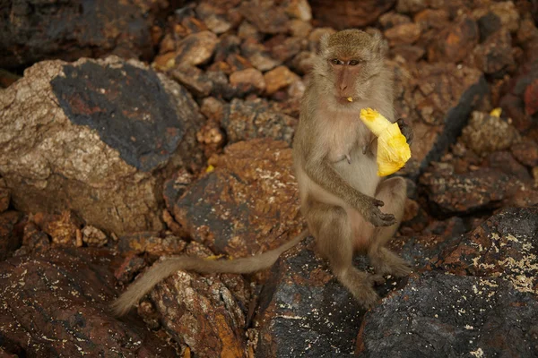 Scimmie sulla costa rocciosa — Foto Stock