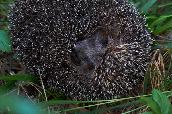 Hedgehog in the forest — Stock Photo, Image