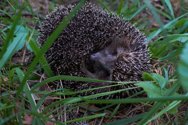 Hedgehog in the forest — Stock Photo, Image