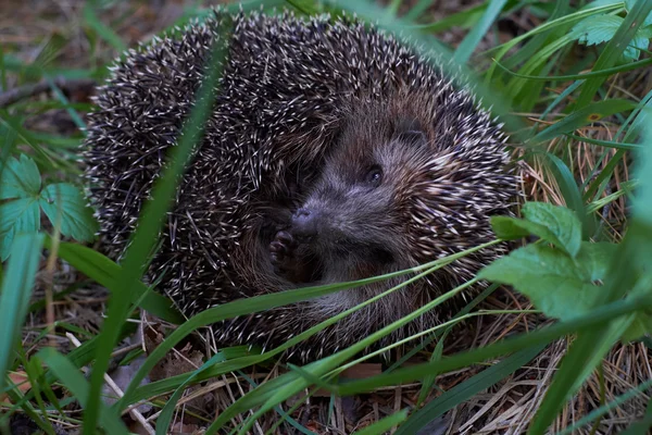 Igel im Wald — Stockfoto