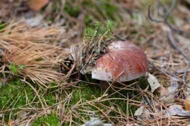 Beyaz mantar yosun altında ormandaki