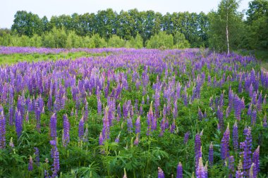 Mor lupin tarlası