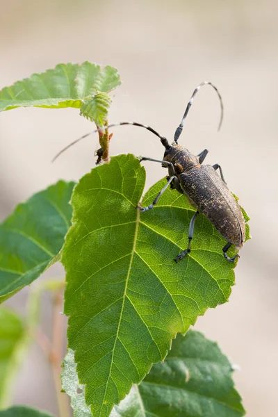 Skalbagge på löv — Stockfoto