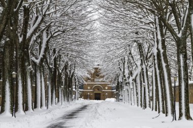 Ağaçlıklı caddede kış