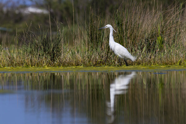 Egret in the marsh